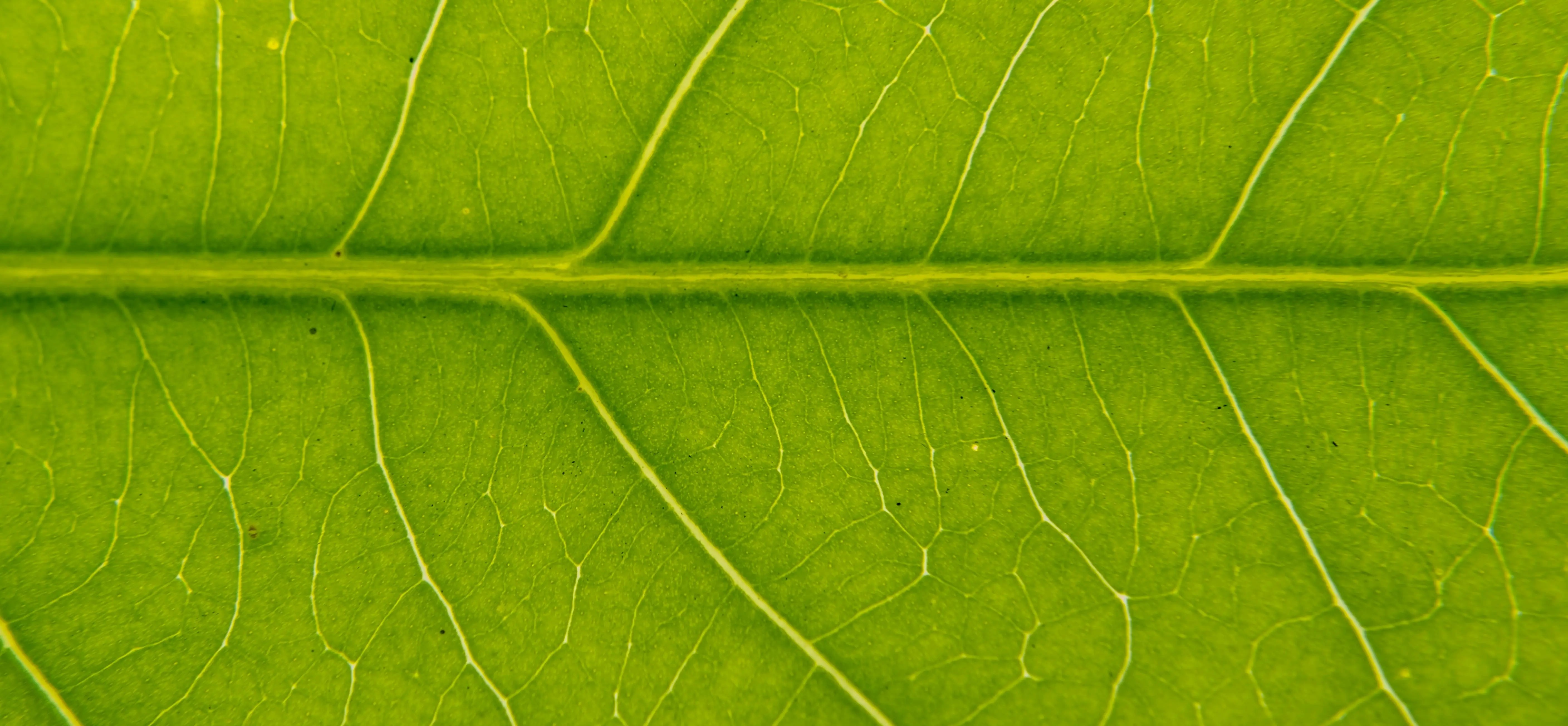 science+plants image