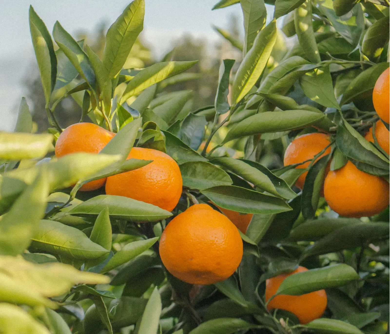 Oxymel Summer Refresh