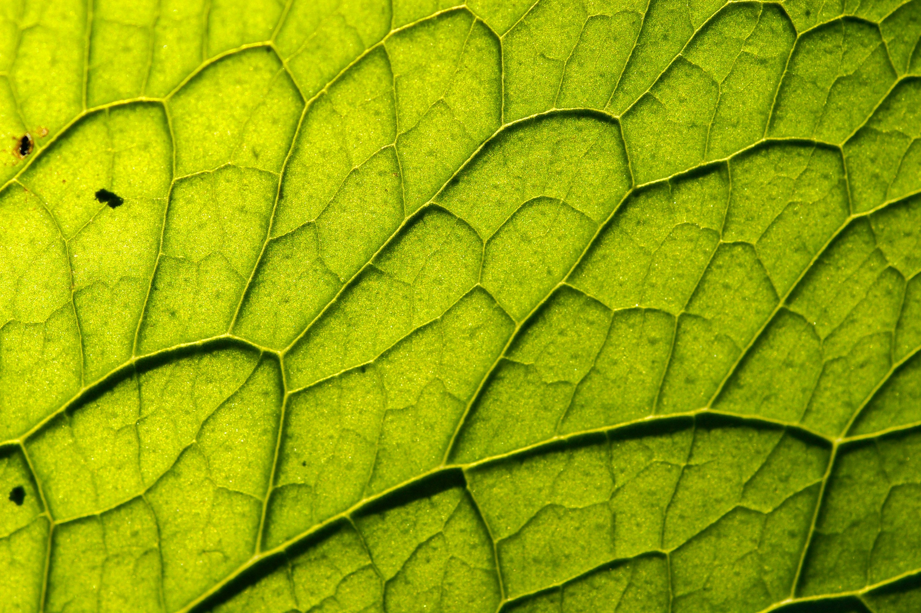 science+plants image